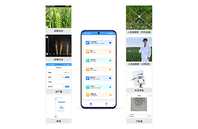 泉州市小麦表型测量仪IN-XM05